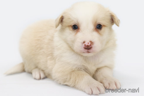 成約済の神奈川県のボーダーコリー-327510の2枚目